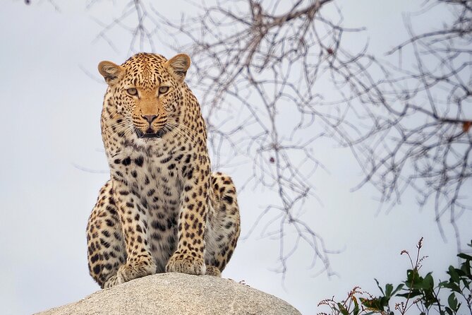 Private Morning Game Drive From Hazyview L Kruger National Park - Pickup and Meeting Points
