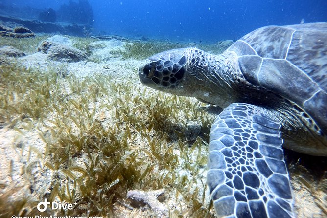 Private Morning Half-Day Snorkeling Trip - Meeting and Departure