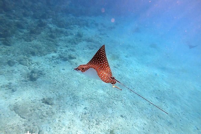 Private Morning Half-Day Snorkeling Trip - Health and Safety Information