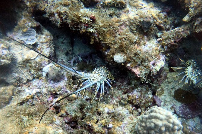 Private Morning Half-Day Snorkeling Trip - Customer Experiences