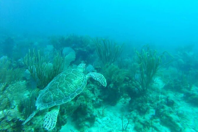 Private Morning or Afternoon Snorkeling Tour From Fajardo - Food and Drinks