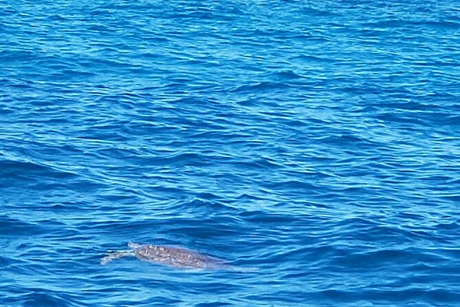 Private Morning or Afternoon Snorkeling Tour From Fajardo - Customer Feedback