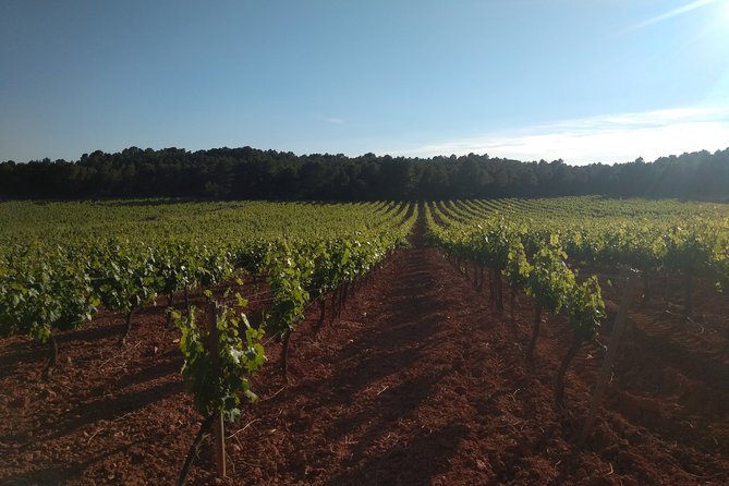 Private Morning Wine and Winery Tour and Tasting From Valencia - Meeting and Pickup