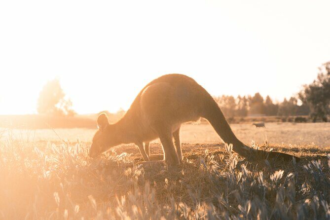 Private Mornington Peninsula Hike and Hot Springs Tour - What to Expect on the Tour