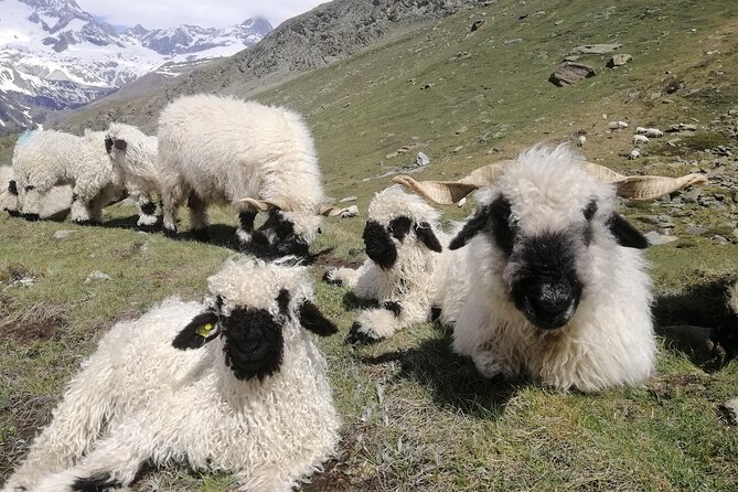 Private Mt. Gornergrat and Zermatt Tour - Exploring Zermatt Village