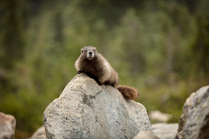 Private Mt Rainier National Park Day Trip From Seattle - Itinerary and Activities