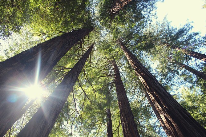 Private Muir Woods and Sausalito Half-Day Tour From San Francisco - Exploring Muir Woods
