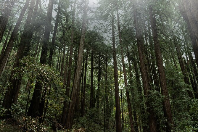 Private Muir Woods and Sausalito Half-Day Tour From San Francisco - Discovering Sausalito