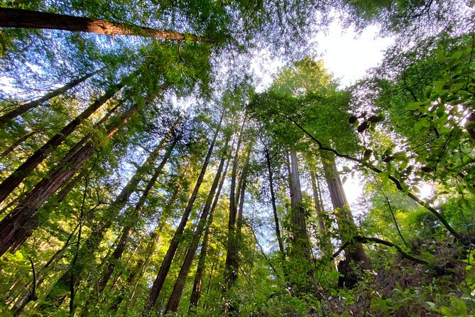 Private Muir Woods and Sausalito Half-Day Tour From San Francisco - Participant Information