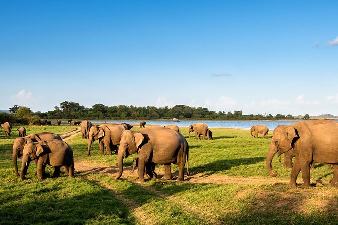 Private Multi-Day Outdoor Tour in Sri Lanka - Pickup and Meeting Details