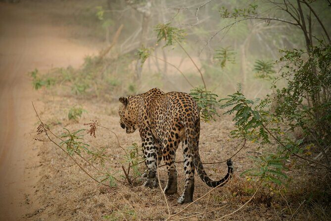 Private Multi Day Sri Lanka Tour with Chauffeur - An In-Depth Look at the Sri Lanka Private Tour Experience