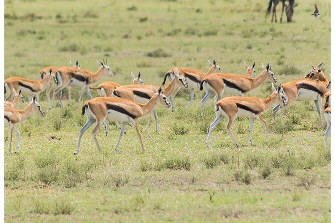 Private Multi-Day Tour in Tanzania Safari - Itinerary and Daily Schedule