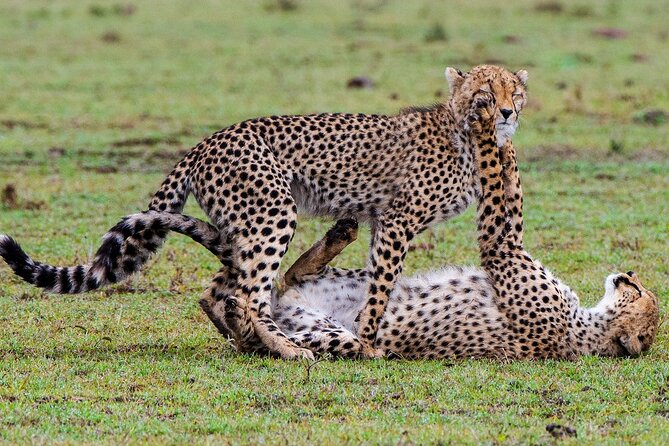 Private Multi-Day Tour in Tanzania Safari - Pickup Locations and Details