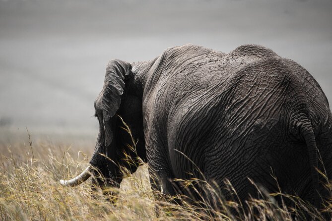 Private Multi-Day Tour in Tanzania Safari - Health Considerations and Accessibility