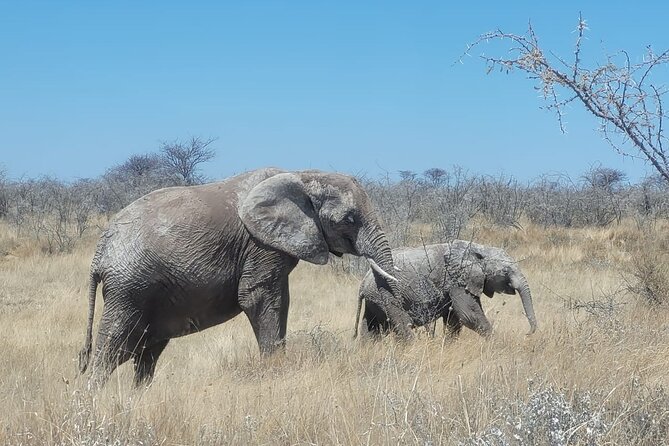 Private Multi-Day Tour Self-Drive for Beginners Safari in Namibia - Meeting and Pickup