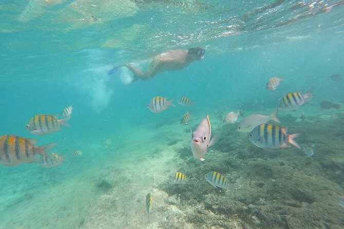 Private MUSA Snorkeling Experience at Isla Mujeres and Cancun - Positive Reviews