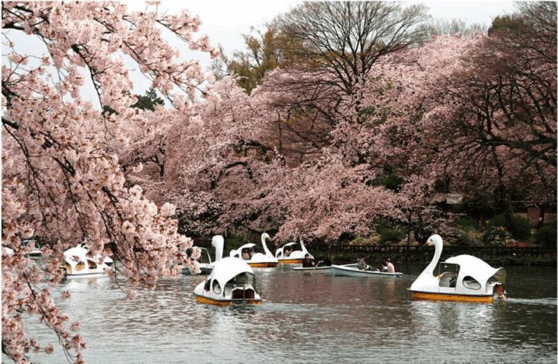 Private Must-see Sakura Journey in Tokyo City - Itinerary Highlights