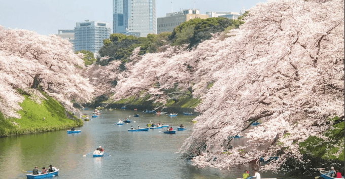 Private Must-see Sakura Journey in Tokyo City - Cherry Blossom Viewing Experience