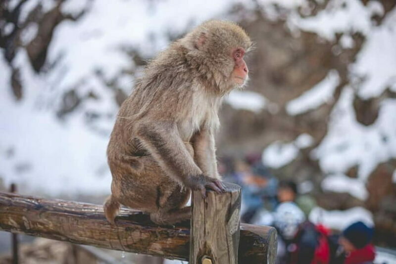 Private Nagano Day Trip: Snow Monkeys & Historic Temples - The Value of This Experience