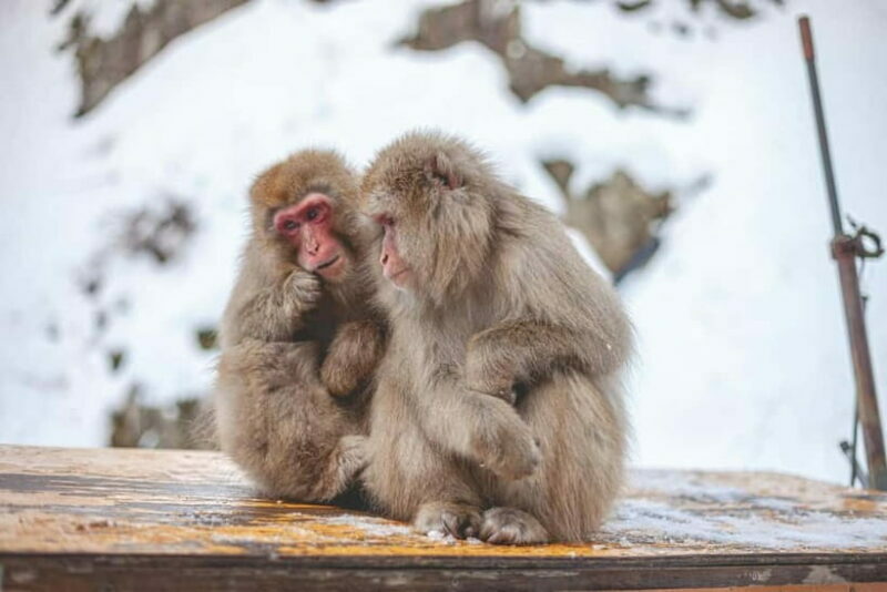 Private Nagano Day Trip: Snow Monkeys & Historic Temples - Final Thoughts