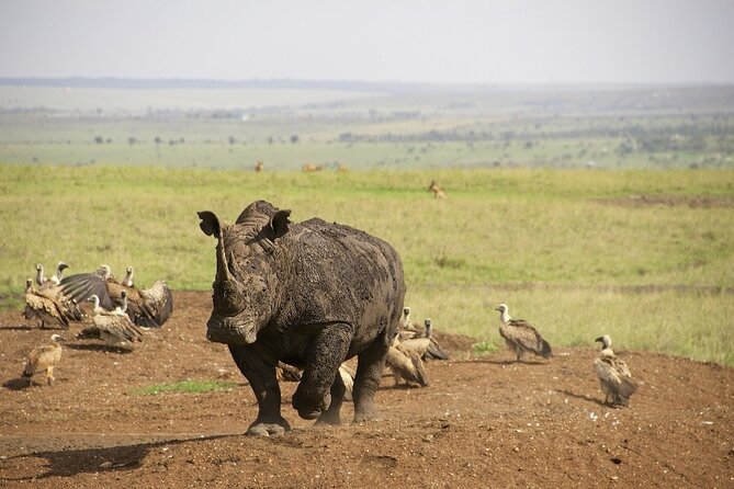 Private Nairobi National Park Day Tour - Meeting and Pickup Details