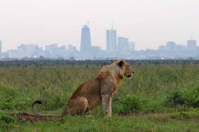 Private Nairobi National Park Day Tour - Tour Schedule and Accessibility