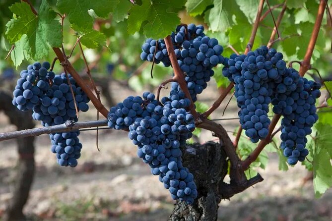 Private Napa Wine Tour Up To 6 Guests - Exploring Napas Wineries