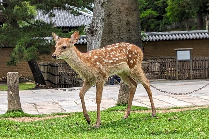 Private Nara E-Bike - Family Tour With Lunch - Inclusions