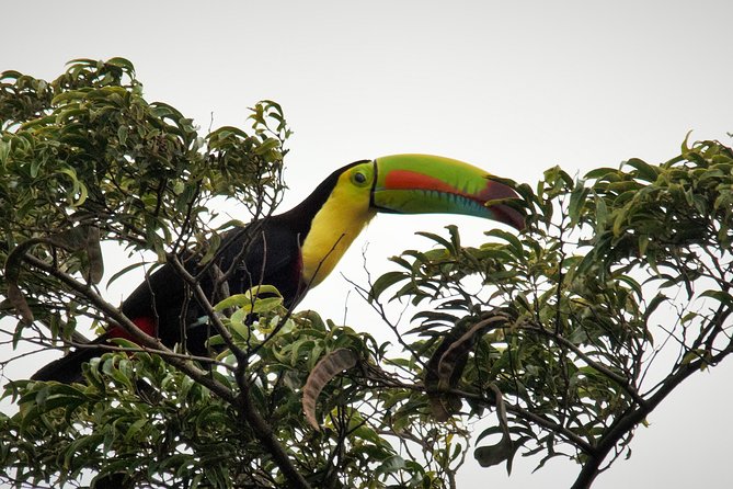 Private Natural History Walk by Pasión Costa Rica - Tour Features and Inclusions