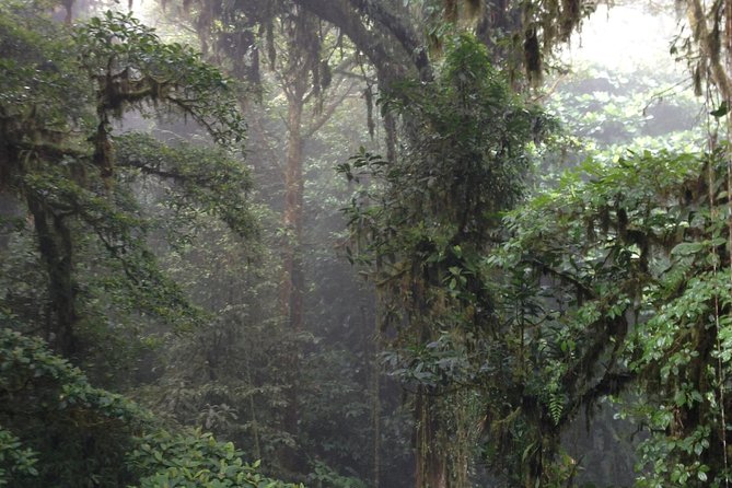 Private Natural History Walk by Pasión Costa Rica - Highly Rated Naturalist Guides