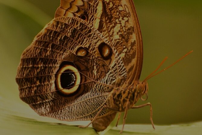 Private Natural History Walk in Monteverde - Health and Accessibility