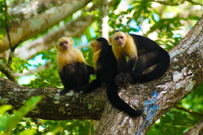 Private Nature Tour in Cabo Blanco Park Costa Rica - Tour Inclusions and Amenities