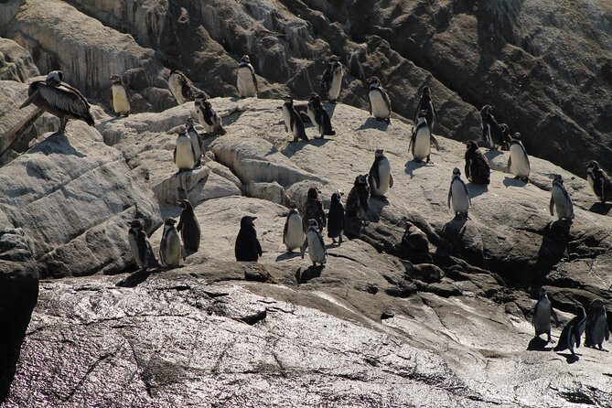 Private Nautical Tour Penguin Island, Cachagua, Valparaíso - Key Points