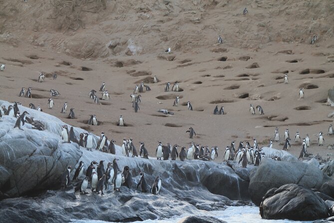Private Nautical Tour Penguin Island, Cachagua, Valparaíso - Reviews and Feedback