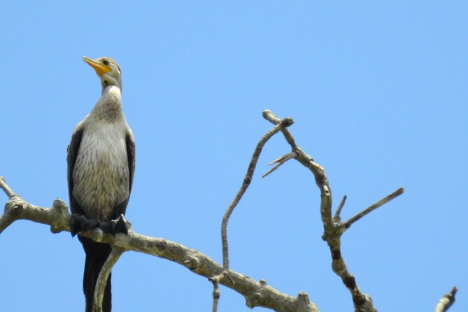 Private Navigation Through Mangroves Forest/ Beach Time/ Chocolate Experience - Tour Logistics