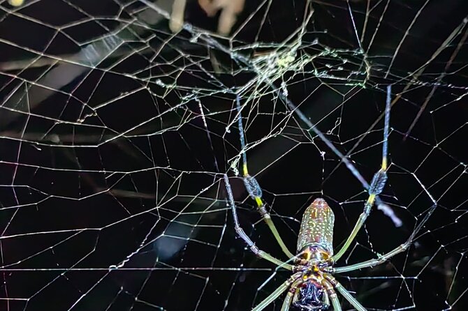 Private Night Adventure in Manzanillo Refuge - Tour Operator and Rating