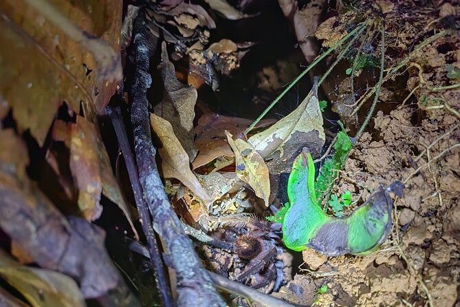 Private Night Adventure in Manzanillo Refuge - Meeting Point and Pickup Options