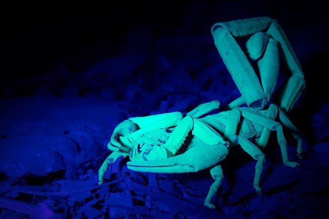 Private Night Hike In The Woods - Exploring Wildlife at Night