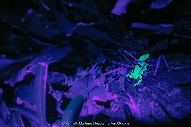 Private Night Hike In The Woods - Dedicated Guide and Experience