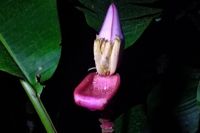 Private Night Observation Hike - Key Points