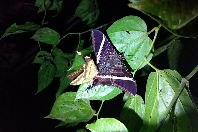 Private Night Observation Hike - Health and Safety