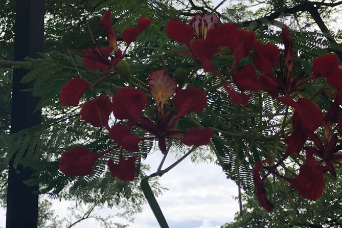 Private North Shore Tour From Waikiki - Tour Overview
