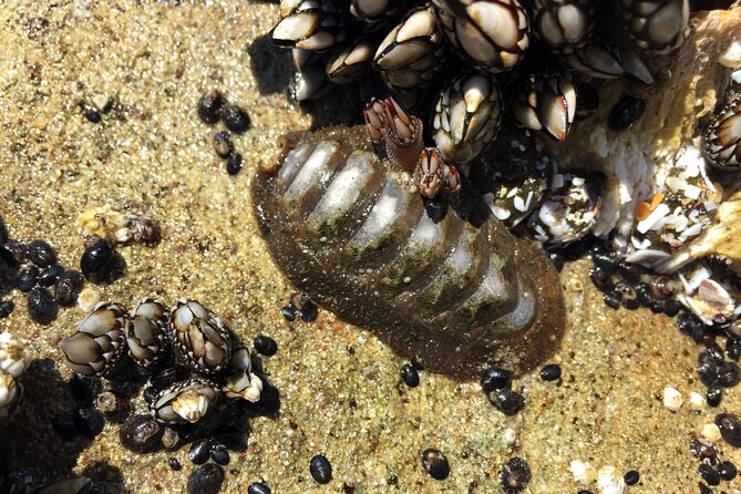 Private Northern Oregon Coast Day Trip - Customizable Experience