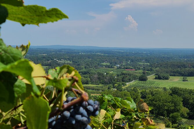 Private Northern Virginia Wine Tours - Pickup and Scheduling