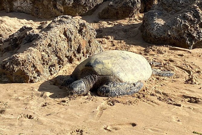 Private Oahu Tour | Up to 14 People | Beaches, Food & Aloha - Customization Options