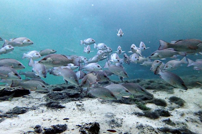 Private OG Manatee Snorkel Tour With Guide for up to 10 People - Cancellation Policy
