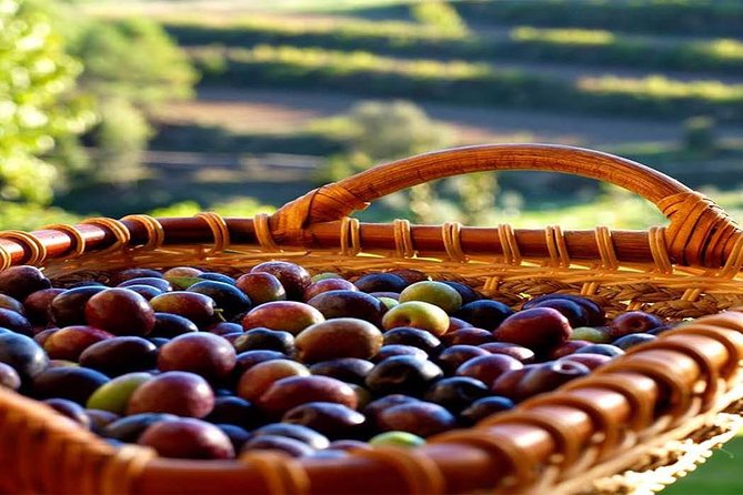 Private Oil Tasting Tour - Exclusive Private Tour