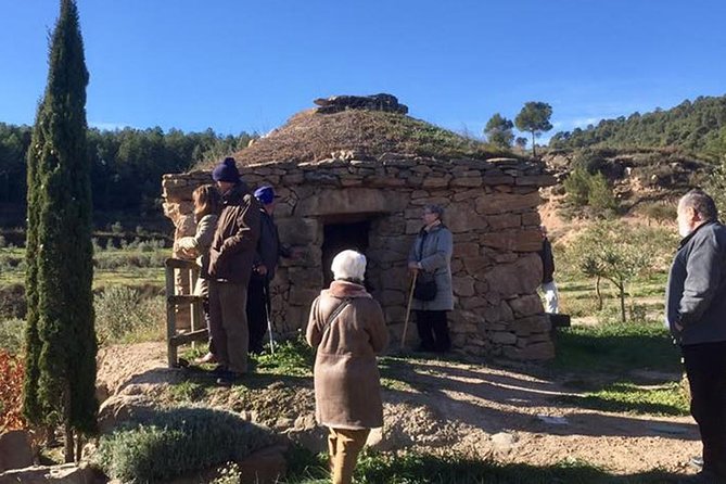 Private Oil Tasting Tour - Guided Visit to Olive Trees