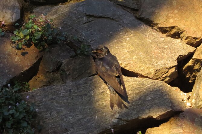 Private Old City Birdwatching - Inclusions