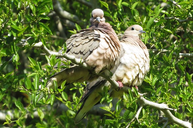 Private Old City Birdwatching - Picnic and Lunch Recommendations
